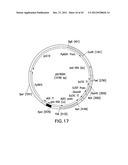 METHOD FOR INCREASING N-GLYCOSYLATION SITE OCCUPANCY ON THERAPEUTIC     GLYCOPROTEINS PRODUCED IN PICHIA PASTORIS diagram and image