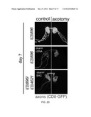 Therapeutic Applications Targeting SARM1 diagram and image