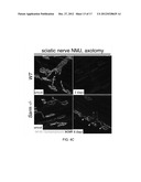 Therapeutic Applications Targeting SARM1 diagram and image