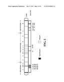 MODIFIED IMMUNIZATION VECTORS diagram and image