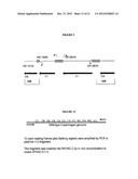 MODIFIED IMMUNIZATION VECTORS diagram and image