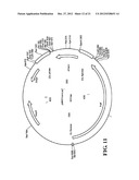 MODIFIED IMMUNIZATION VECTORS diagram and image