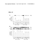 ANTI-PARKINSONIAN COMPOUND ACETYLSALICYLIC ACID MALTOL ESTER diagram and image