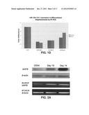 MicroRNA Fingerprints During Human Megakaryocytopoiesis diagram and image