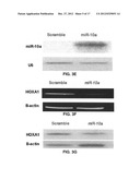 MicroRNA Fingerprints During Human Megakaryocytopoiesis diagram and image