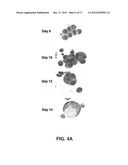 MicroRNA Fingerprints During Human Megakaryocytopoiesis diagram and image