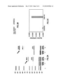 QUANTITATIVE RT-PCR DETECTION FOR GENES INVOLVED IN EPITHELIAL MESENCHYMAL     TRANSITION IN PERIPHERAL BLOOD OF CANCER PATIENTS diagram and image