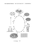 Methods of Plant Regeneration and Apparatus Therefor diagram and image