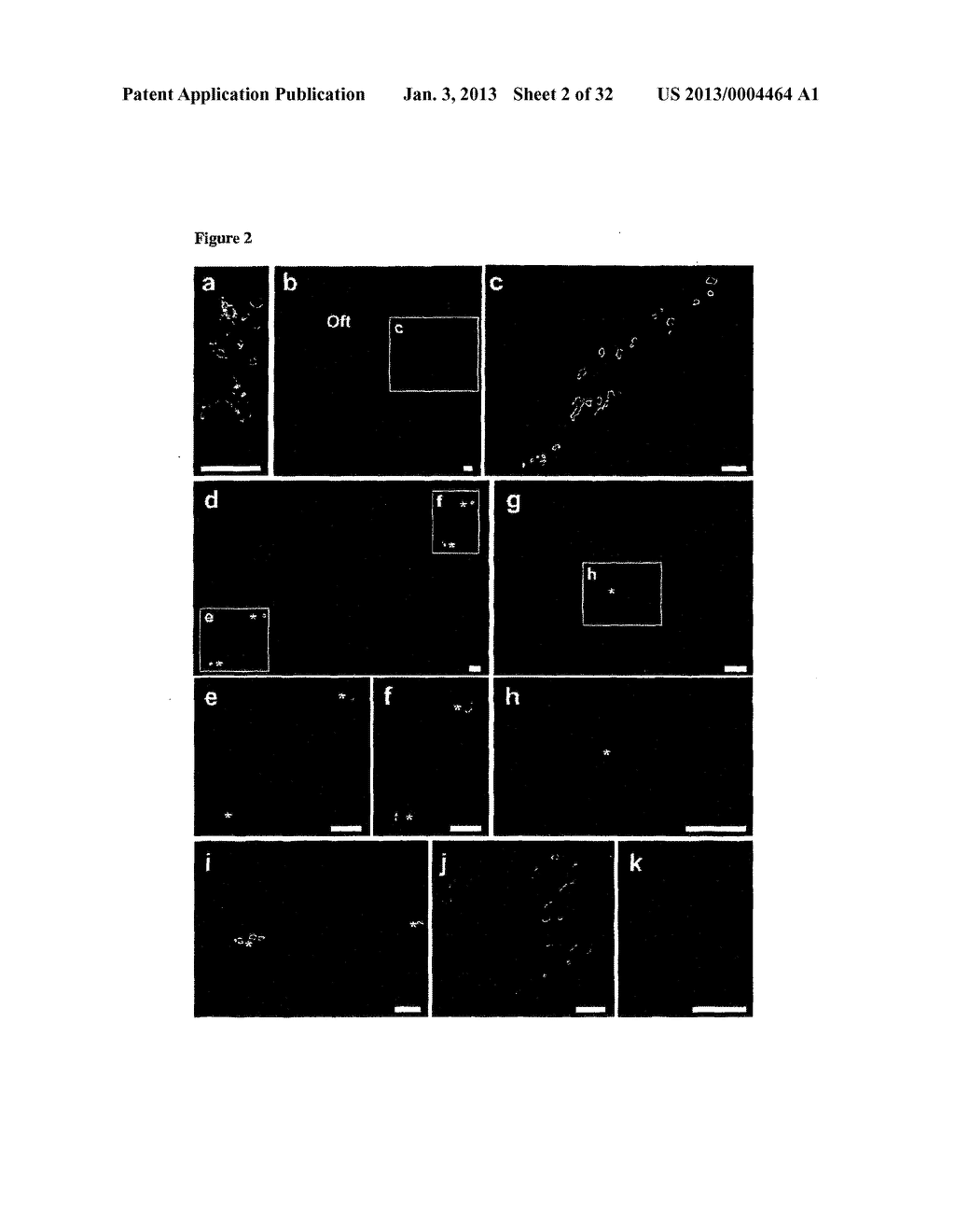 MULTIPOTENT ADULT STEM CELL POPULATION - diagram, schematic, and image 03