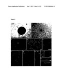 MULTIPOTENT ADULT STEM CELL POPULATION diagram and image