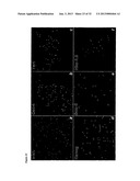 MULTIPOTENT ADULT STEM CELL POPULATION diagram and image