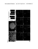 MULTIPOTENT ADULT STEM CELL POPULATION diagram and image