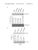 COMPOSITION COMPRISING INHIBITORS OF IRS-1 AND OF VEGF diagram and image