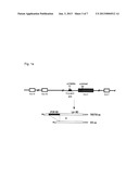 NUCLEIC ACID MOLECULES ENCODING BANK1 SPLICE VARIANTS diagram and image