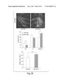 DISC-1 PATHWAY ACTIVATORS IN THE CONTROL OF NEUROGENESIS diagram and image