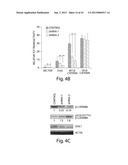 DISC-1 PATHWAY ACTIVATORS IN THE CONTROL OF NEUROGENESIS diagram and image