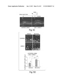 DISC-1 PATHWAY ACTIVATORS IN THE CONTROL OF NEUROGENESIS diagram and image