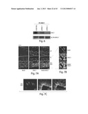 DISC-1 PATHWAY ACTIVATORS IN THE CONTROL OF NEUROGENESIS diagram and image