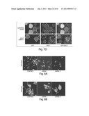 DISC-1 PATHWAY ACTIVATORS IN THE CONTROL OF NEUROGENESIS diagram and image