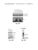 DISC-1 PATHWAY ACTIVATORS IN THE CONTROL OF NEUROGENESIS diagram and image