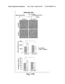 DISC-1 PATHWAY ACTIVATORS IN THE CONTROL OF NEUROGENESIS diagram and image