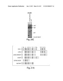 DISC-1 PATHWAY ACTIVATORS IN THE CONTROL OF NEUROGENESIS diagram and image