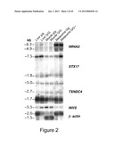 METHODS AND MATERIALS RELATED TO HAIR PIGMENTATION AND CANCER diagram and image