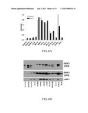 TARGETING CANCER STEM CELLS diagram and image