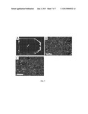 PHOTOTRIGGERED NANOPARTICLES FOR CELL AND TISSUE TARGETING diagram and image