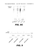 BACTERIUM COMPRISING A REGULATED rfaH NUCLEIC ACID diagram and image