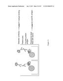 METHODS FOR PREVENTING AND TREATING STAPHYLOCOCCUS AUREUS COLONIZATION,     INFECTION, AND DISEASE diagram and image