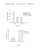 BIFIDOBACTERIUM STRAIN diagram and image