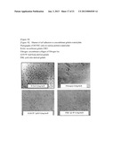 CELL SUPPORT AND BONE REGENERATION MATERIAL diagram and image
