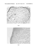 CELL HOMOGENATE FROM STEM CELLS DERIVED FROM GROWING DEER ANTLERS, A     METHOD OF OBTAINING IT AND ITS USE diagram and image