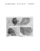 CELL HOMOGENATE FROM STEM CELLS DERIVED FROM GROWING DEER ANTLERS, A     METHOD OF OBTAINING IT AND ITS USE diagram and image