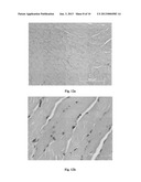 CELL HOMOGENATE FROM STEM CELLS DERIVED FROM GROWING DEER ANTLERS, A     METHOD OF OBTAINING IT AND ITS USE diagram and image