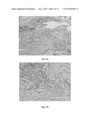 CELL HOMOGENATE FROM STEM CELLS DERIVED FROM GROWING DEER ANTLERS, A     METHOD OF OBTAINING IT AND ITS USE diagram and image