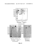 METHODS OF USE FOR AN IMMUNOASSAY DETECTING FRAGMENT Ba diagram and image