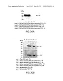 METHODS AND COMPOSITIONS FOR SYNTHESIS OF NUCLEIC ACID MOLECULES USING     MULTIPLERECOGNITION SITES diagram and image