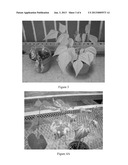 COMPOSITIONS AND METHODS OF USE FOR KETONES AND ALDEHYDES AS HERBICIDES diagram and image