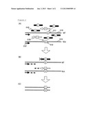 HIGHLY SENSITIVE METHOD FOR DETECTING MUTATED GENE diagram and image