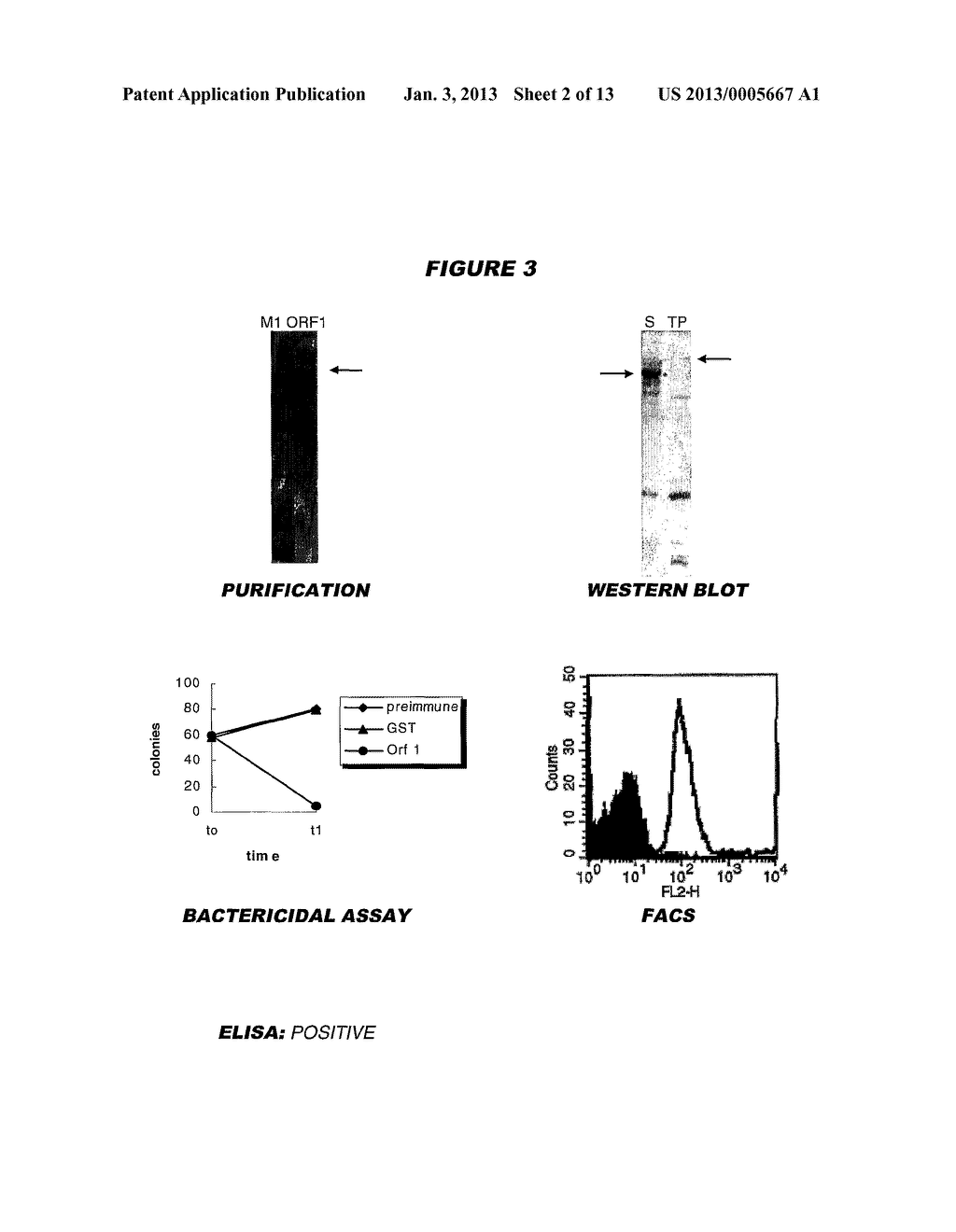 HETEROLOGOUS EXPRESSION OF NEISSERIAL PROTEINS - diagram, schematic, and image 03