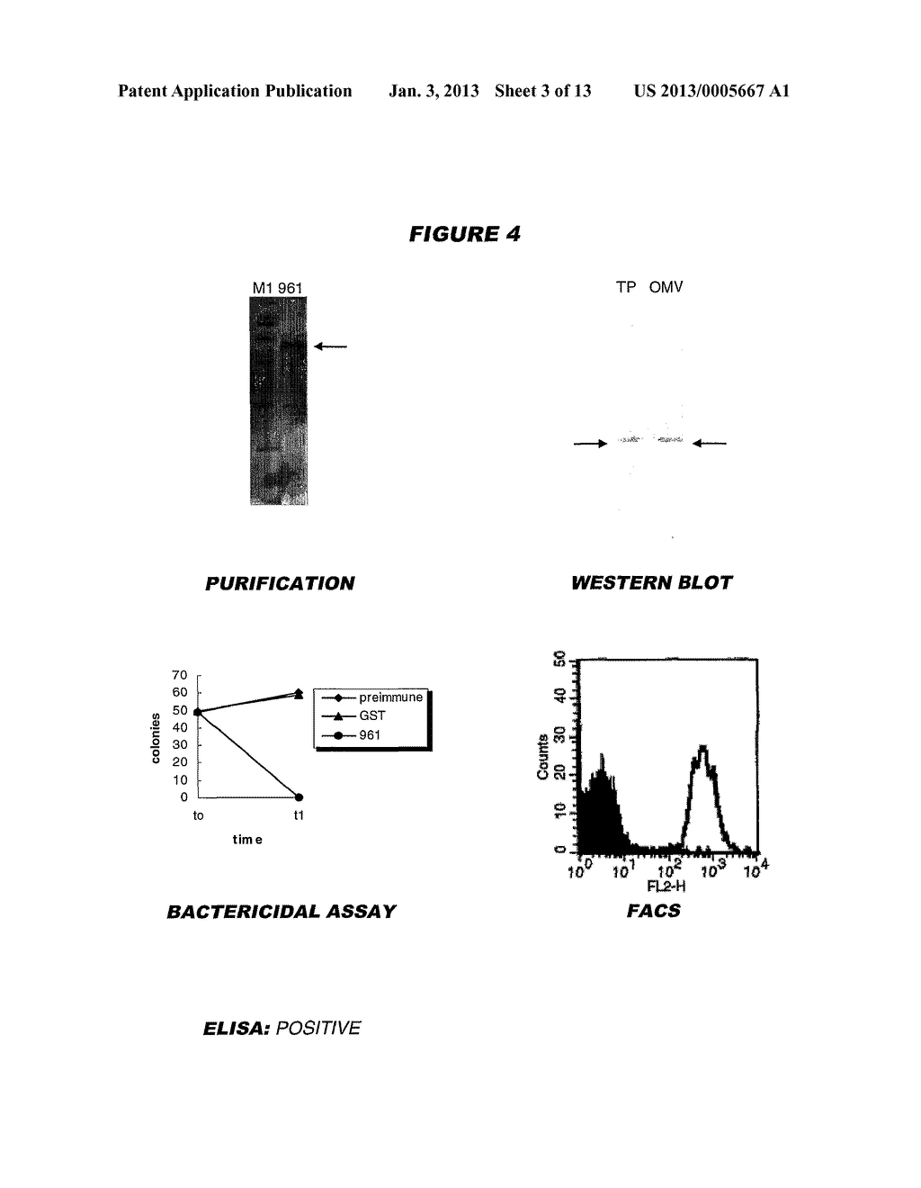 HETEROLOGOUS EXPRESSION OF NEISSERIAL PROTEINS - diagram, schematic, and image 04