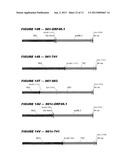 HETEROLOGOUS EXPRESSION OF NEISSERIAL PROTEINS diagram and image