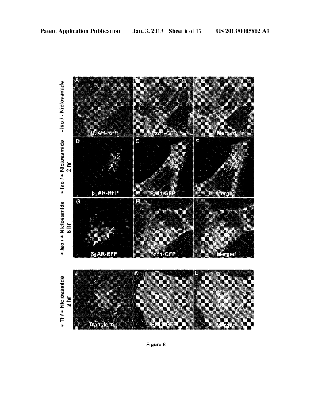 TREATMENT OF WNT/FRIZZLED-RELATED DISEASES - diagram, schematic, and image 07