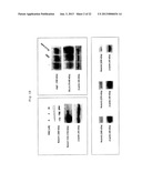 METHODS OF ENHANCING THE RESPONSE TO RADIATION IN TUMOR THERAPY USING     ANTI-DLL4 ANTIBODIES diagram and image