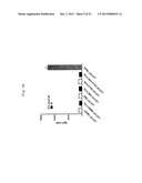 METHODS OF ENHANCING THE RESPONSE TO RADIATION IN TUMOR THERAPY USING     ANTI-DLL4 ANTIBODIES diagram and image