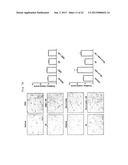 METHODS OF ENHANCING THE RESPONSE TO RADIATION IN TUMOR THERAPY USING     ANTI-DLL4 ANTIBODIES diagram and image