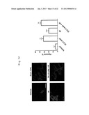 METHODS OF ENHANCING THE RESPONSE TO RADIATION IN TUMOR THERAPY USING     ANTI-DLL4 ANTIBODIES diagram and image