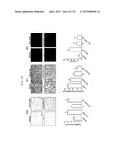 METHODS OF ENHANCING THE RESPONSE TO RADIATION IN TUMOR THERAPY USING     ANTI-DLL4 ANTIBODIES diagram and image